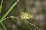 Cattail sedge